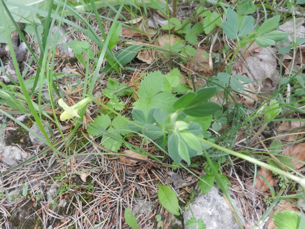 Lotus maritimus ssp alpina